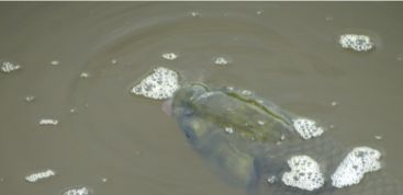 水產養殖中常見的15種魚病防治方法詳單